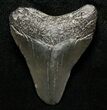 Juvenile Megalodon Tooth - South Carolina #8722-1